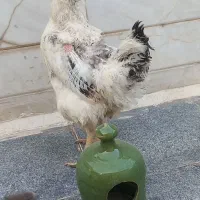 مرغ تخمگذار