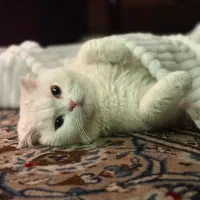 واگذاری گربه بریتیش