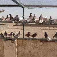 کبوتر پرشی|پرنده|قم, تعویض پلاک|دیوار