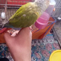 طوطی گرینچیک دسی ماده