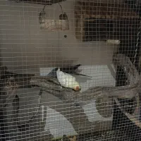 جفت مولد عروس هلندی