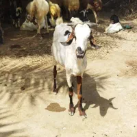 بزسرحال
