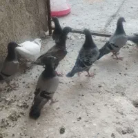 جوجه کبوتر