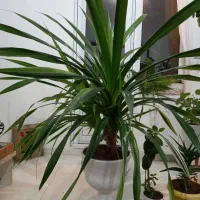 گل زینتی آپارتمانی