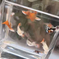 ماهی گوپی نژاد میکس