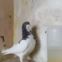 سه تا نر شهری یال قهوه ای و سیاه  به شرط نر و پرش