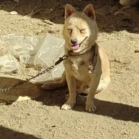 توله تول|سگ|ملایر, |دیوار