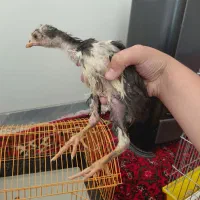جوجه لاری اصیل