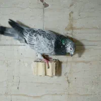 کفتر یا کبوتر پلاکی