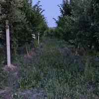 فروش باغچه درعربلوی دره|فروش زمین و ملک کلنگی|نوشین شهر, |دیوار