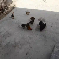 مرغ خروس