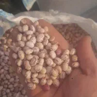 فروش لوبیا قرمز وچیتی