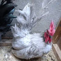 فروش خروس طوسی پا ریز