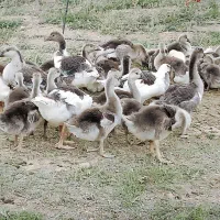 جوجه قوغاز و قوغازآفریقایی نژاد اصیل