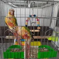 جفت گرینچیک رام سخنگو