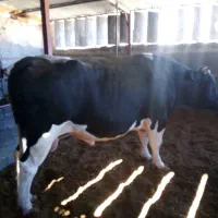 گوساله نر|حیوانات مزرعه|ایوان, |دیوار