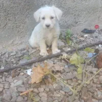 سگ پاپی|سگ|تربتحیدریه, کلاته توکلی|دیوار