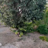 خانه باغ در روستای حوض ماهی