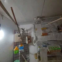 فنج جفت آماده جوجه مرغ عشق سرلاکی|پرنده|مشهد, جانباز|دیوار