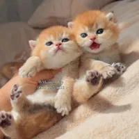 مجموعه گربه های اشرافی (پرشین بریتیش اسکاتیش)|گربه|تهران, پونک|دیوار