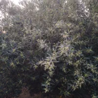 هرس فقط فقط باغ زیتون