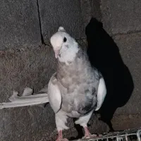 فروش کبوتر فوری|پرنده|یاسوج, |دیوار