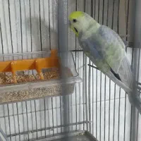 مرغ عشق رینبو