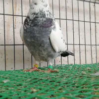 کبوتر استثنایی نر|پرنده|خسروشاه, |دیوار