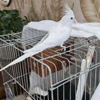 جفت عروس هلندی