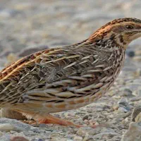 بلدرچین بالغ۳۰۰عدد