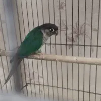 گرینچیک|پرنده|قم, انسجام|دیوار