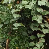 سیم کارت دائمی