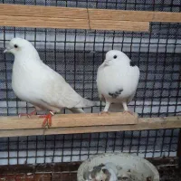 کبوتر بسیار بلند پرواز جوجه کش به شرت داده می‌شود