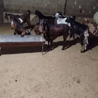 بز نر برای فروش|حیوانات مزرعه|بندر ماهشهر, |دیوار