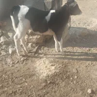 گاو گوساله دورگ|حیوانات مزرعه|ارژن, |دیوار