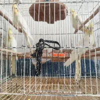 فروش ۵ عدد عروس هلندی