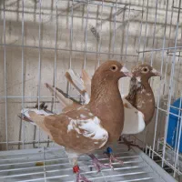 وسایل پرنده فروشی