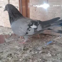 کبوتر اصفهانی|پرنده|حبیب آباد, |دیوار