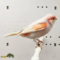 قناری ماده گلاستر، موزایکی یه دونه هم با نر عوض کن