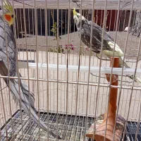 یک جفت عروس هلندی