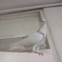 طوقی هفت رنگ نر