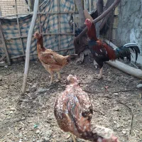 مرغ و خروس لاری