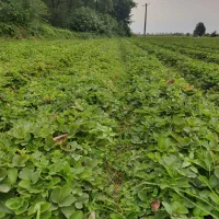 نهال توت فرنگی سالم سابرینا نی 15|خدمات باغبانی و درختکاری|خان ببین, |دیوار