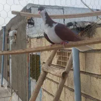 کبوتر پرشی سرخ خش رنگ|پرنده|اسفرورین, |دیوار