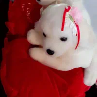 عروسک برای وَلِنتاین(سایز عروسک بزرگ است)|اسباببازی|فردیس, قریشی|دیوار