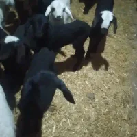 میش زاییده|حیوانات مزرعه|دلیجان, |دیوار