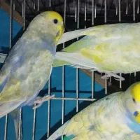 مرغ عشق رینبو فروش فوری