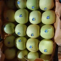 سیب زرد به فروش می‌رسد درجه یک