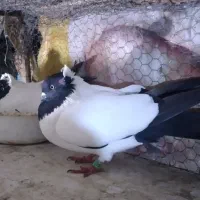 دو جفت کبوتر پرستویی جوجه برای فروش|پرنده|بابل, |دیوار