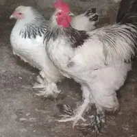 مرغ و خروس برهما..غول پیکر|حیوانات مزرعه|رشت, رشتیان|دیوار